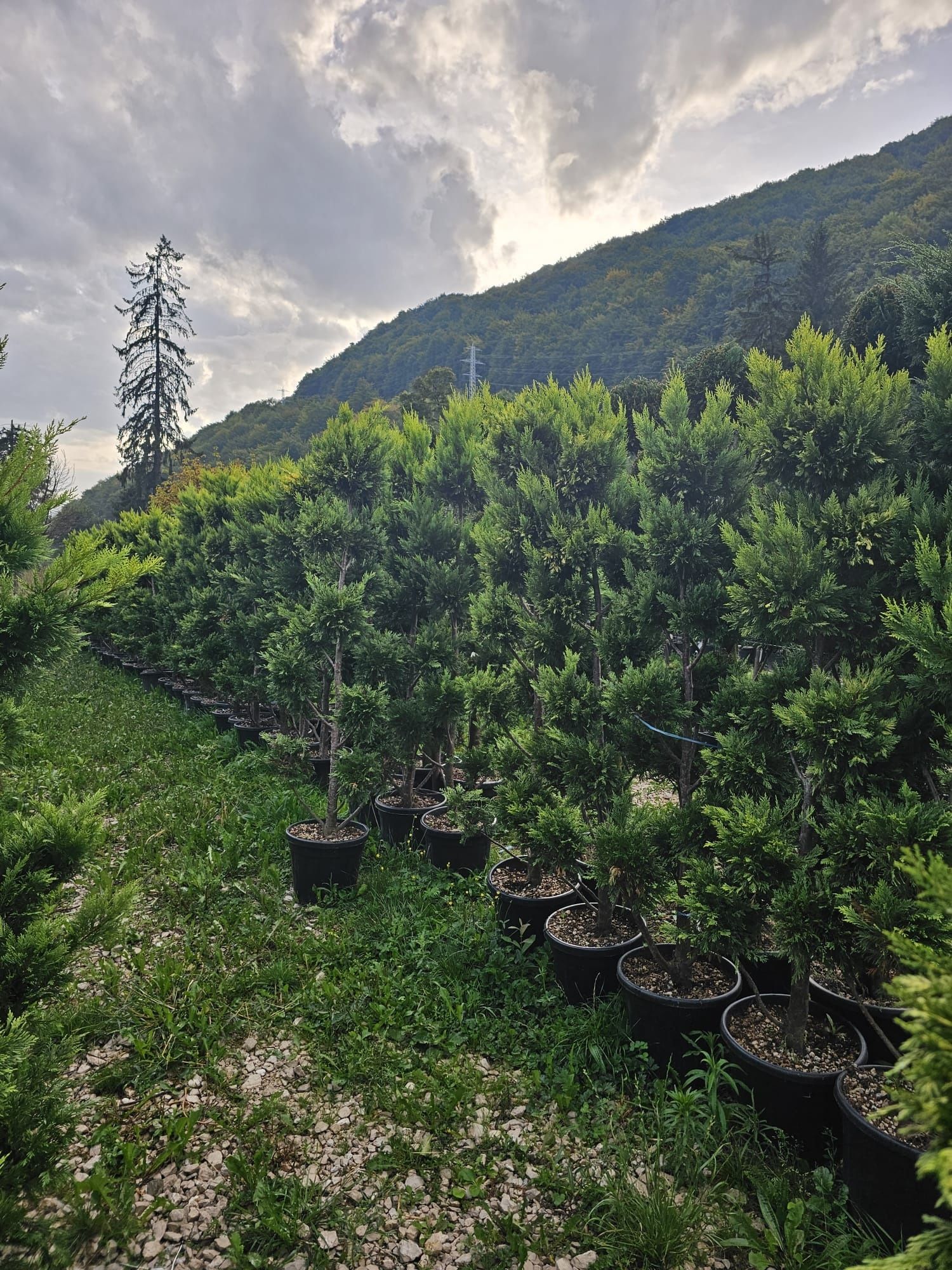 Plante ornamentale vand și amenajez