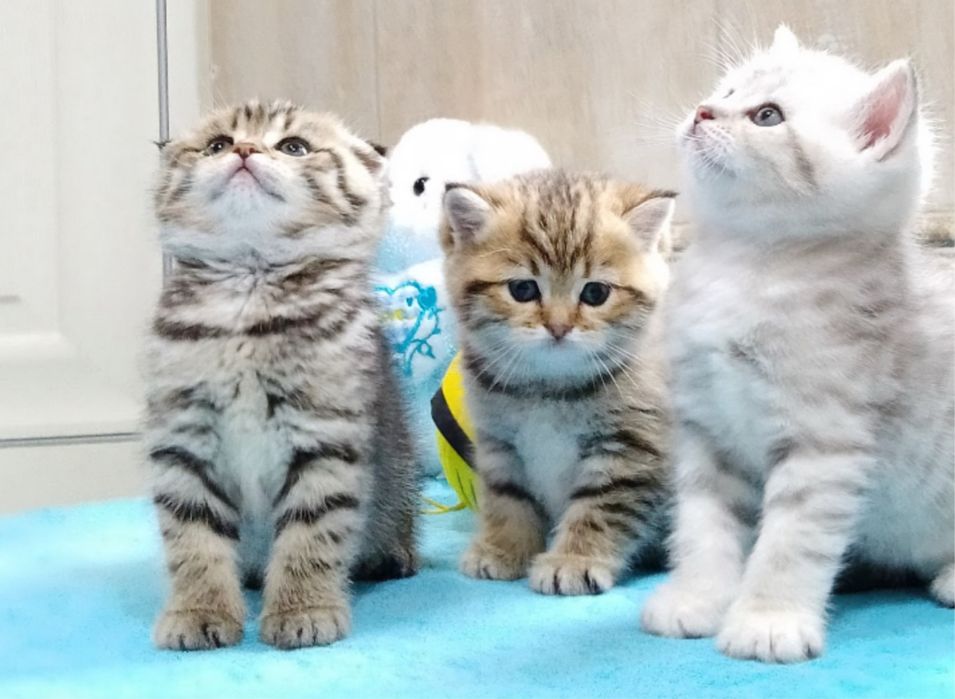 Котята Шотландские
