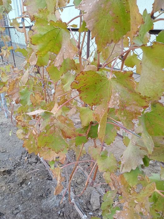 Жүзім шыбықтары, Чубуки  винограда.