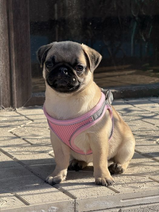 Продается мопс-девочка