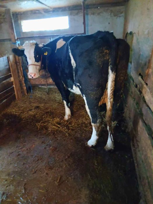 Schimb Vaca Gestanta 7/8 Luni Foarte buna