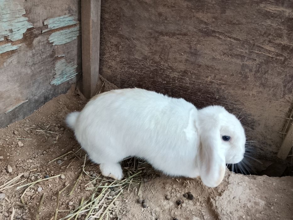Dekarativniy karlik baran sotiladi