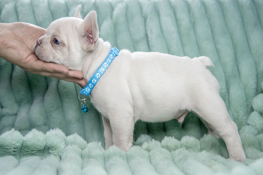 bulldog francez platinum