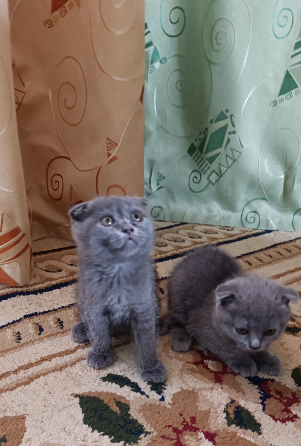 Mushukchalar sotiladi 2yarim oylik