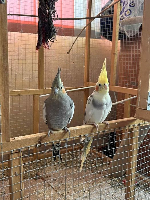 Продавам папагали