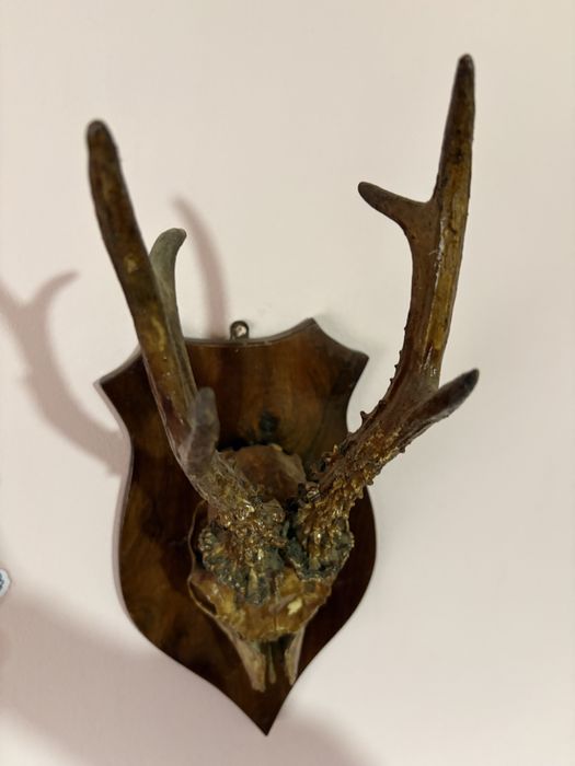 Trofeu de țap de munte  cu capul intreg