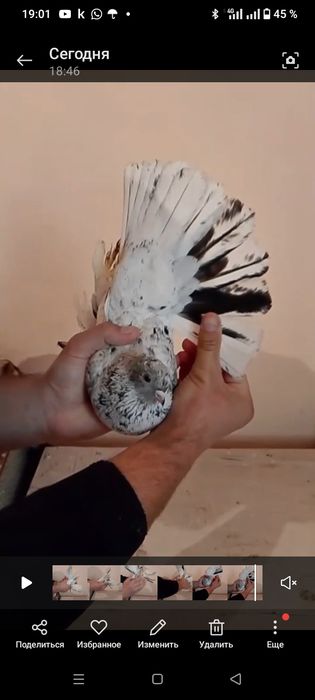 Продам самца челкарь