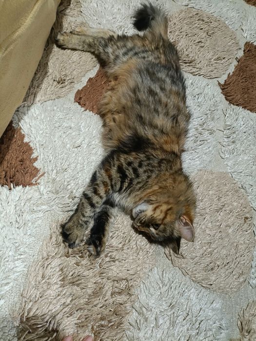 Кошка ищет дом и добрых хозяев