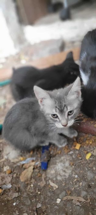Котенца за осиновяване