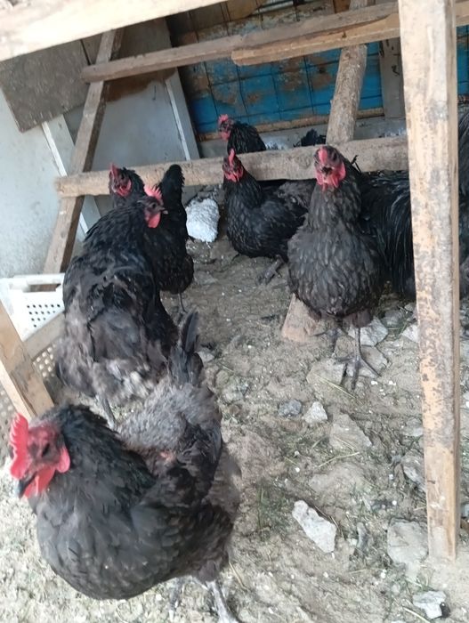 Продам черных куриц