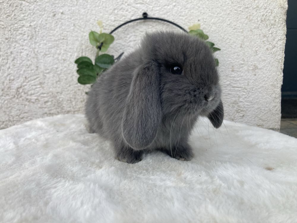 Iepuri pitici de companie berbec pitic/mini lop/holland lop