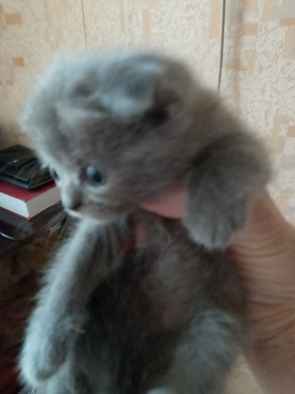Котята скоттиш фолды