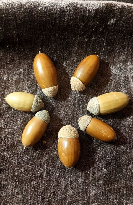 Желуди для поделок.