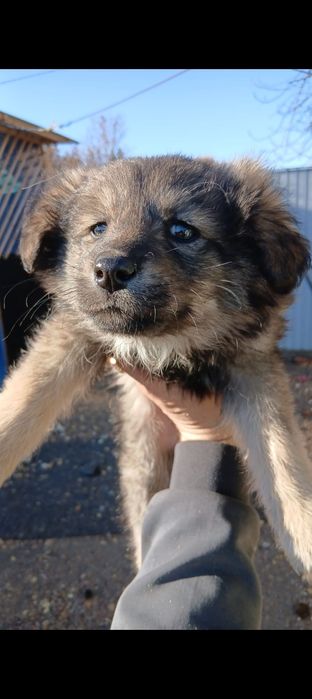 Девочка ищет себе дом.