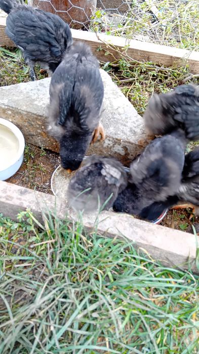 Pui găină cocoșei găini cocoși