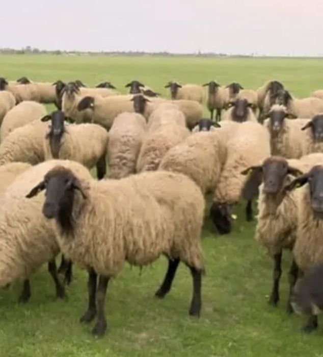 Oi si miele cap negru de teleorman