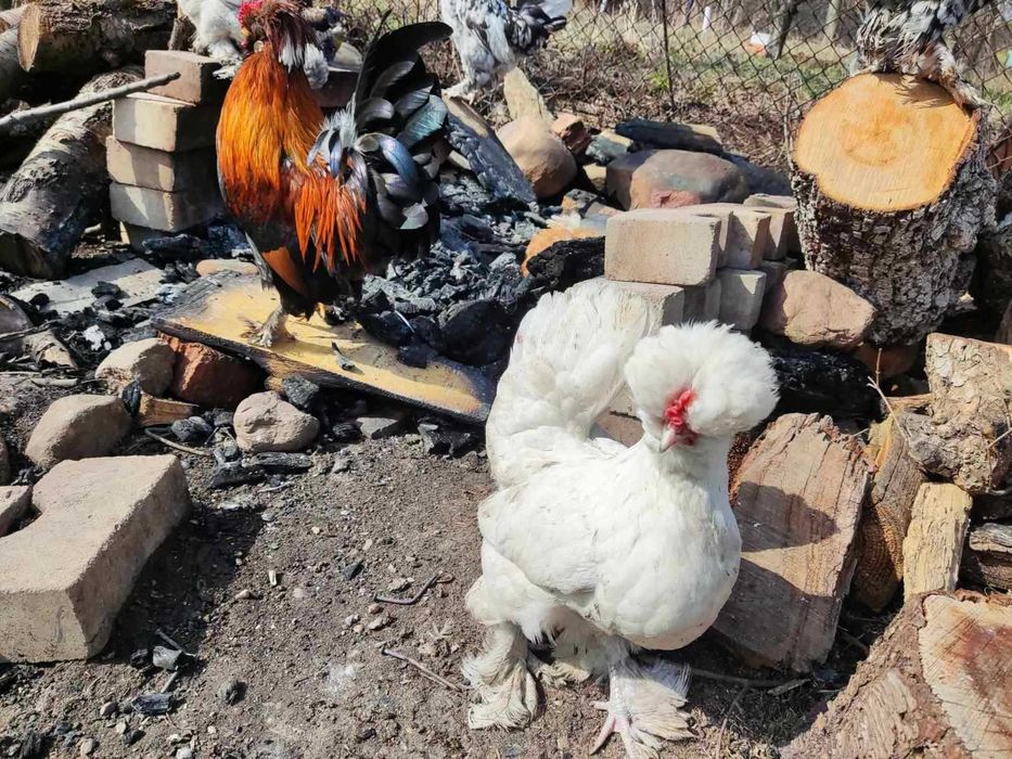 Оплодени яйца от Струмски бантам