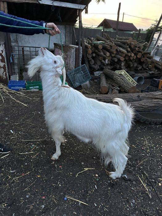 Vând 2 țapi și o capră