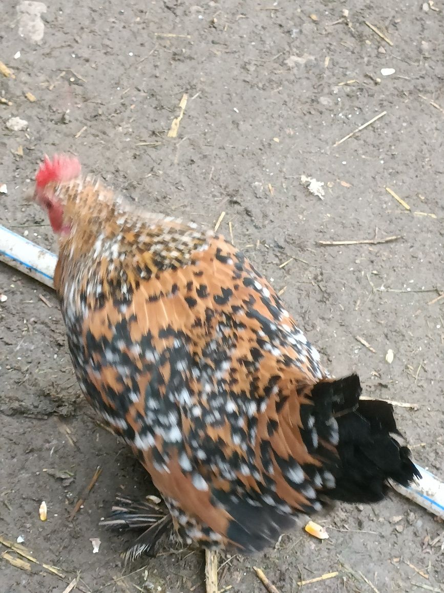 De vânzare pui de găină