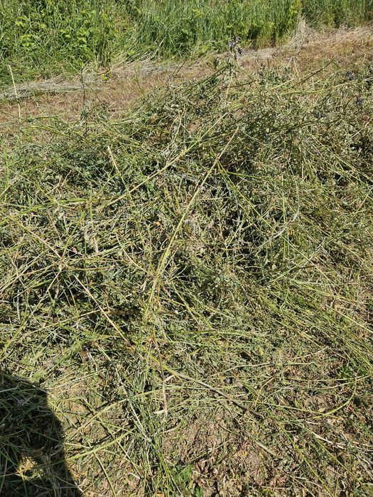 Baloti lucerna,fan si otava