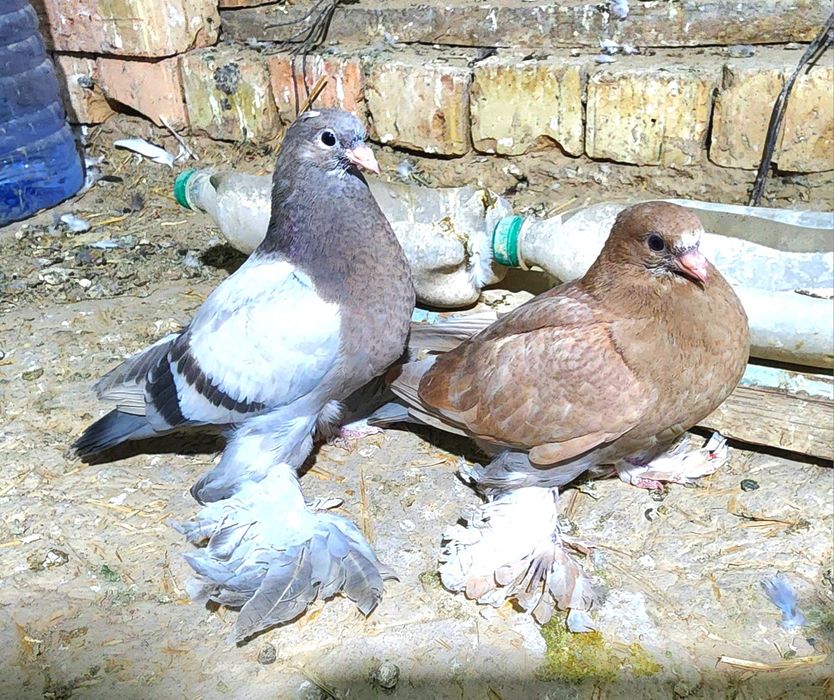 Продаются молодые голуби
