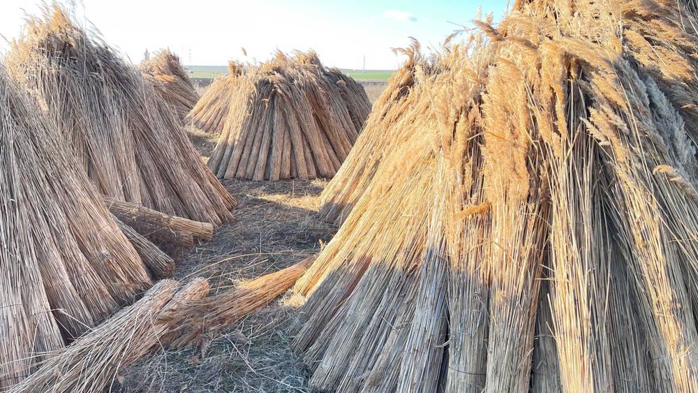 Stuf Nou/Uscat, TRESTIE, acoperiri cu Stuf (NEW REED)