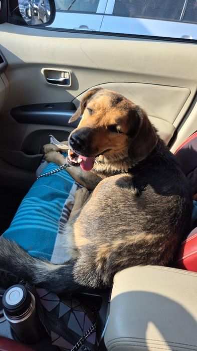 Собака в частный дом