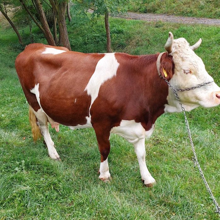 Vaca baltata romaneasca