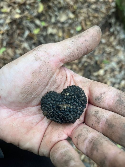 Trufe negre de iarnă