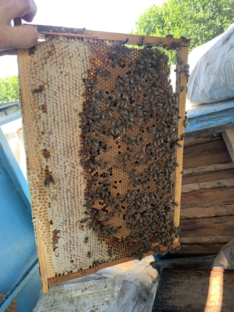 Продам Пчелопакеты Расплод Маток