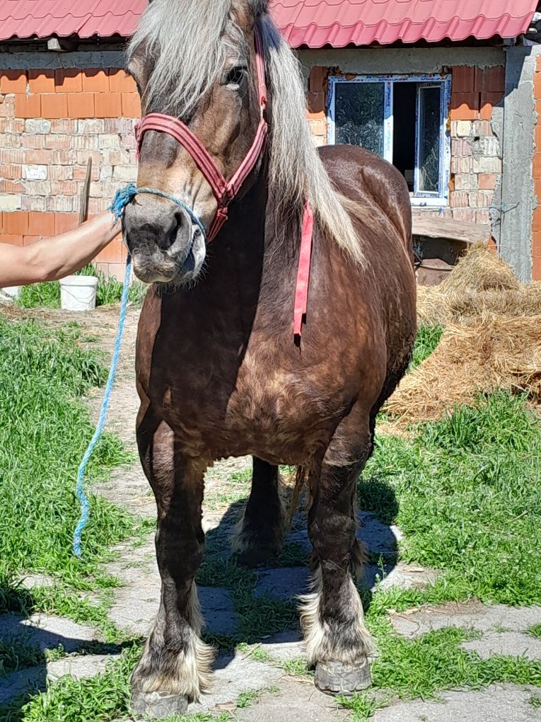 Vând iapa foarte frumoasa de 7 ani