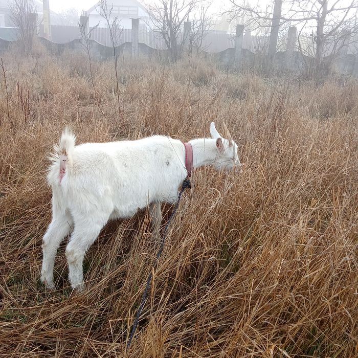 Iedita 6 luni saanen