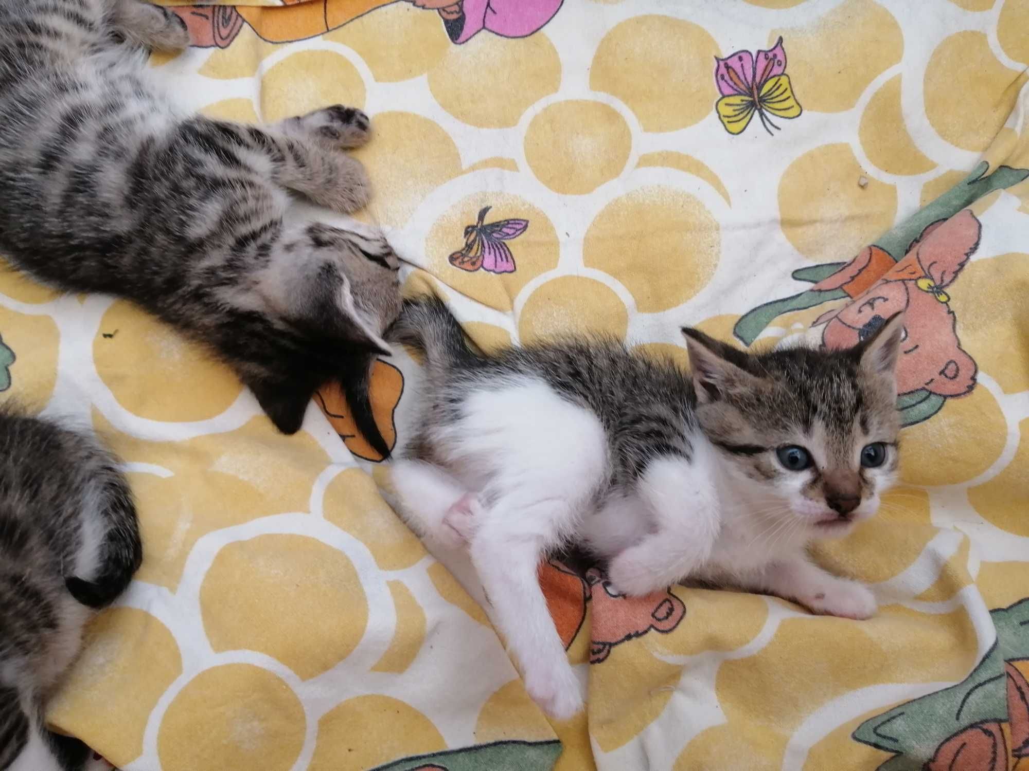 Малки котенца търсят дом