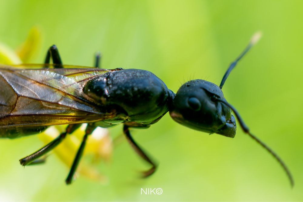 Макро обектив Nikon AF-S DX Micro Nikkor 40mm f/2.8G