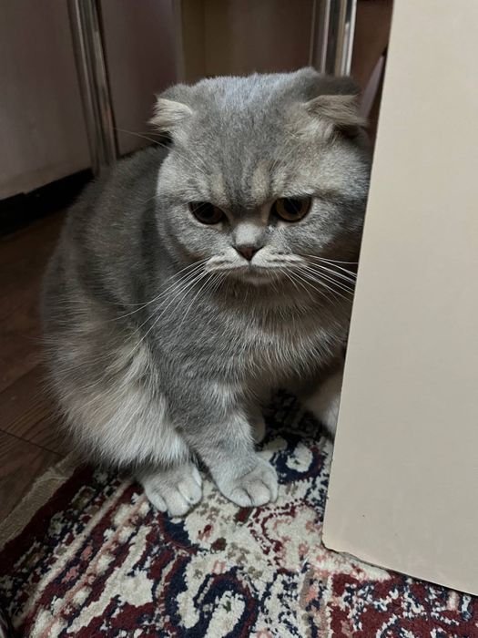 Срочно продается Scottish Fold кот 1 год