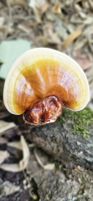 Ciuperca Ganoderma Lucidum