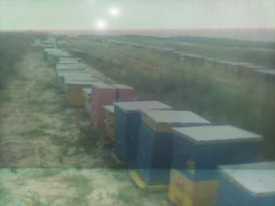 Vand 9 familii albine +2 roiuri, 15 lăzi poliuretan, centrifuga inox ,