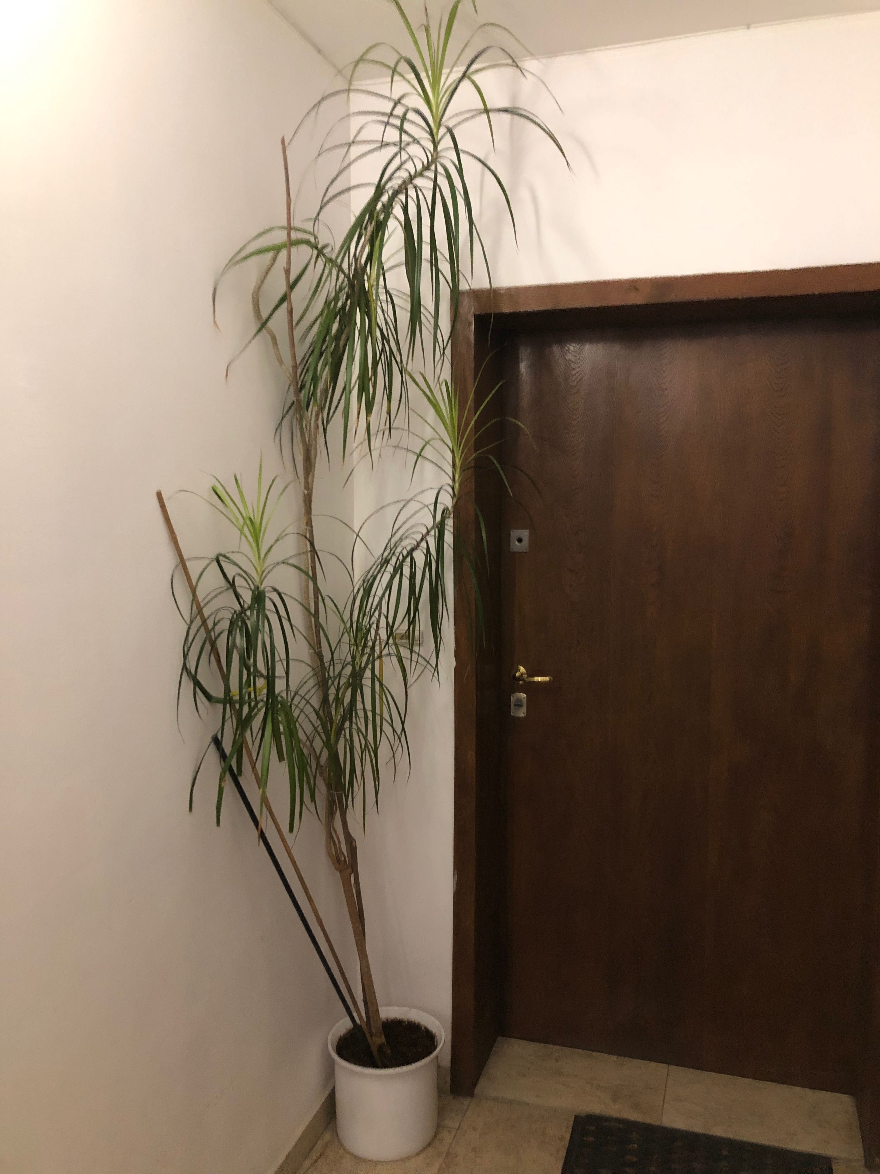 Драцена, с височина до тавана