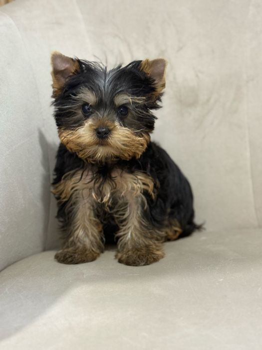 Yorkshire Terrier, Mascul. canisa, Acte