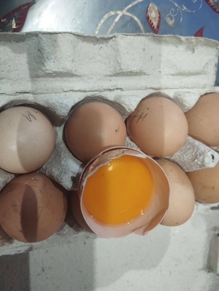 Vând ouă bio de la găinile proprii,hrănite doar cu grâu ,porumb,iarbă