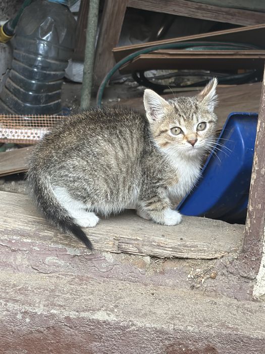 Donez pui pisica o luna urgent