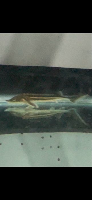 Аквариум 400 литров с рыбами