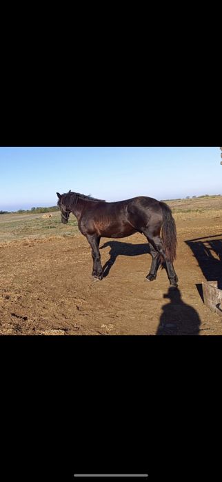 Vând cal metis frizian