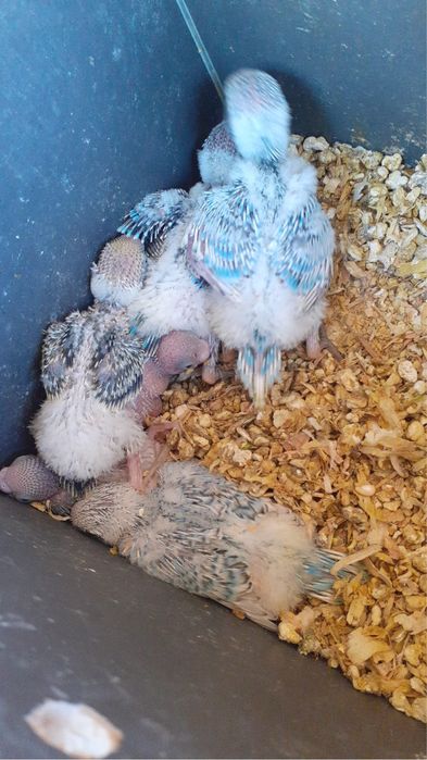 Perusi , agapornis, papagali pui