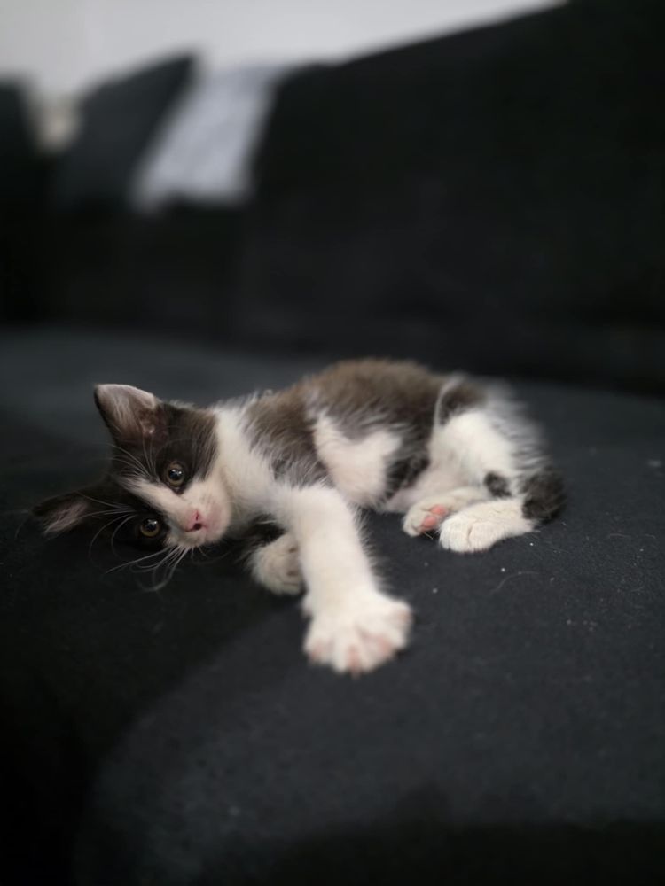 Pisic alb cu negru