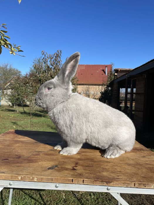 Iepure secuiesc albastru