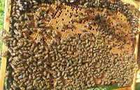 vand 80 familii de albine