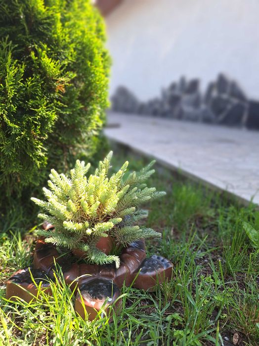 Бетонни костенурки за градина