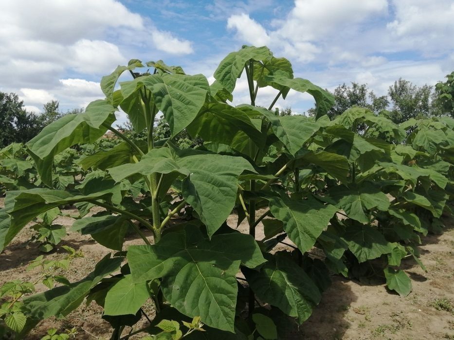 Butasi Paulownia, kiwi, rodieri
