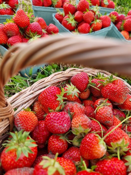 Stoloni de căpșuni – soi Premial